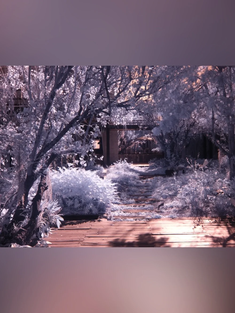 Fujifilm X100V with Infrared SuperColor Conversion